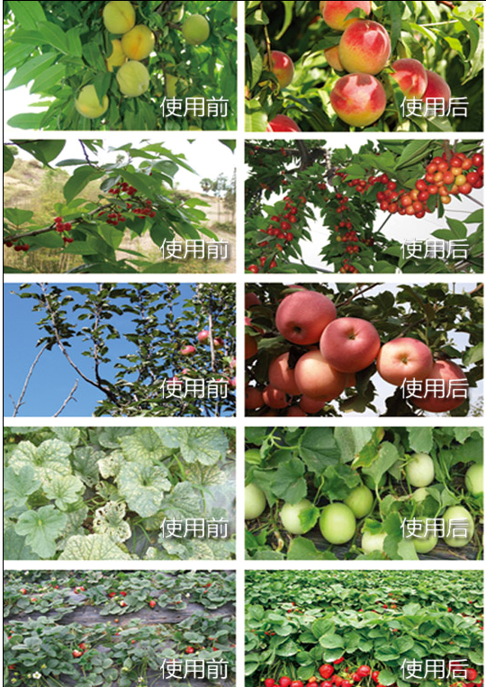 神久龟肥料使用前后效果对比图