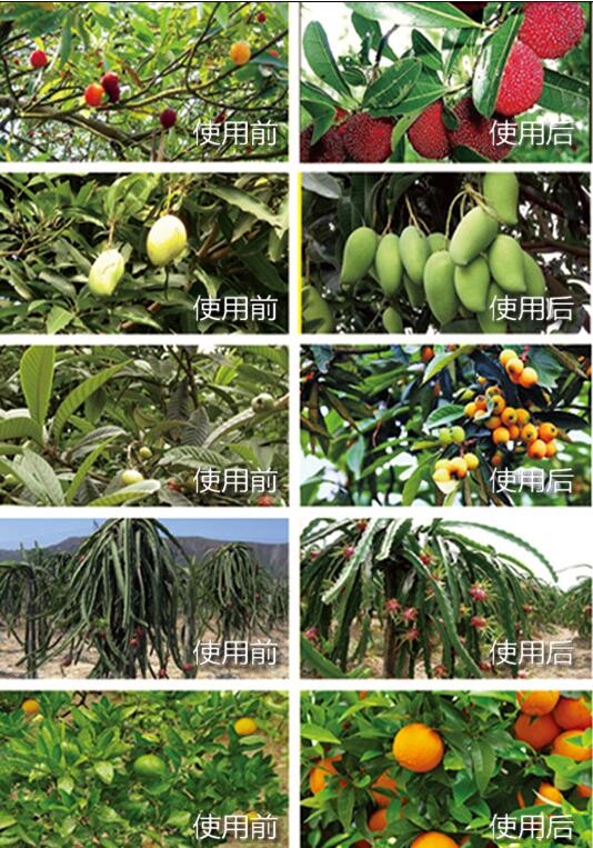 神久龟肥料使用前后效果对比图三