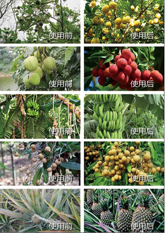 神久龟肥料使用前后效果对比图四