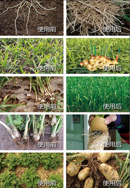 神久龟肥料使用前后效果对比图六